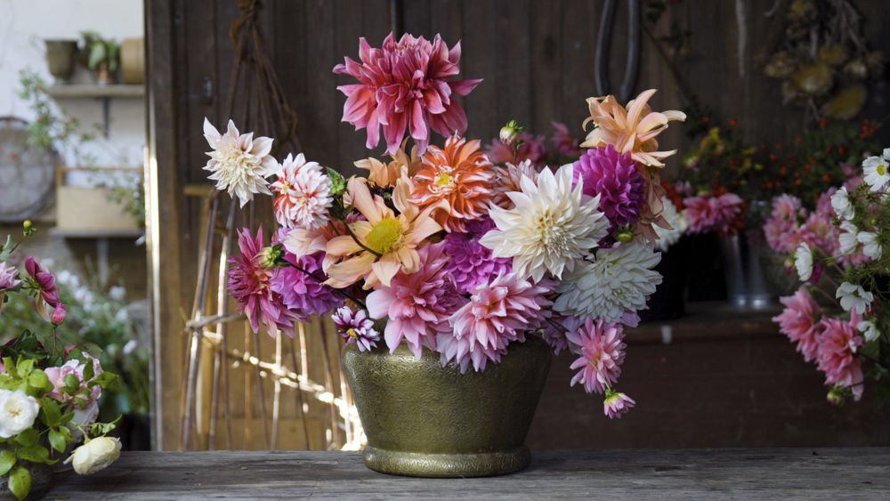 Willow Crossley banner image