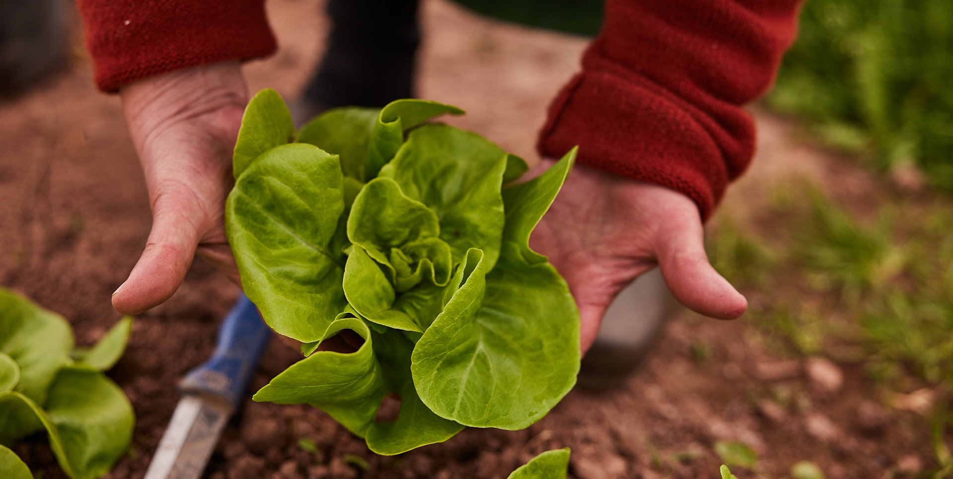 Jane Scotter banner image
